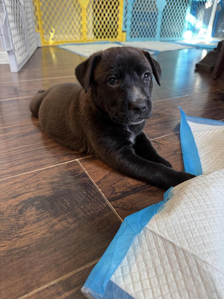 Enlarge Malbec (Wine Litter), a Adoptable mixed breed in New Albany, OH image 4/5