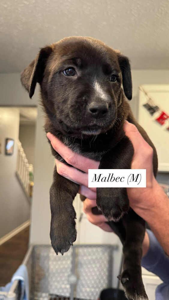 Enlarge Malbec (Wine Litter), a Adoptable mixed breed in New Albany, OH image 5/5