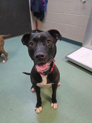 Oreo, ADOPTABLE, Adult Female Pit Bull Terrier.