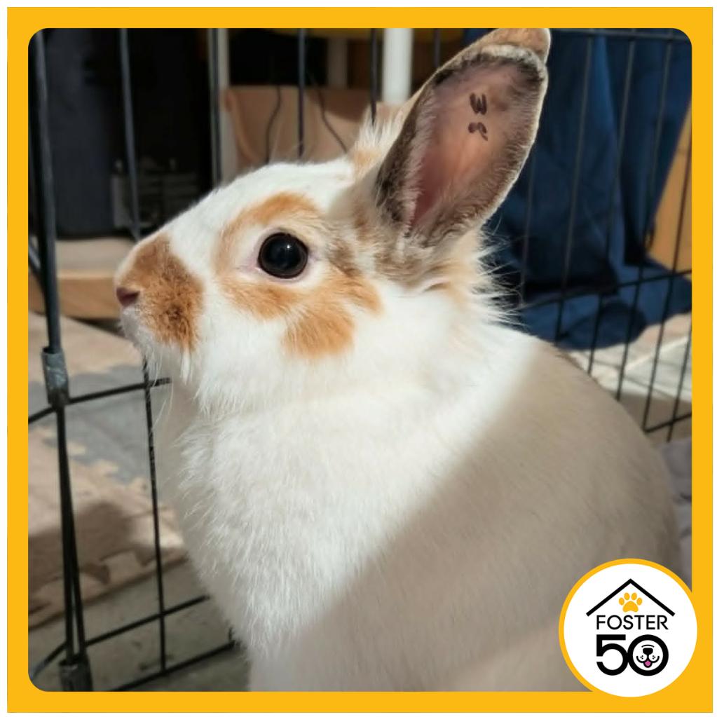Daisy, Adoptable, Young Female Bunny Rabbit.