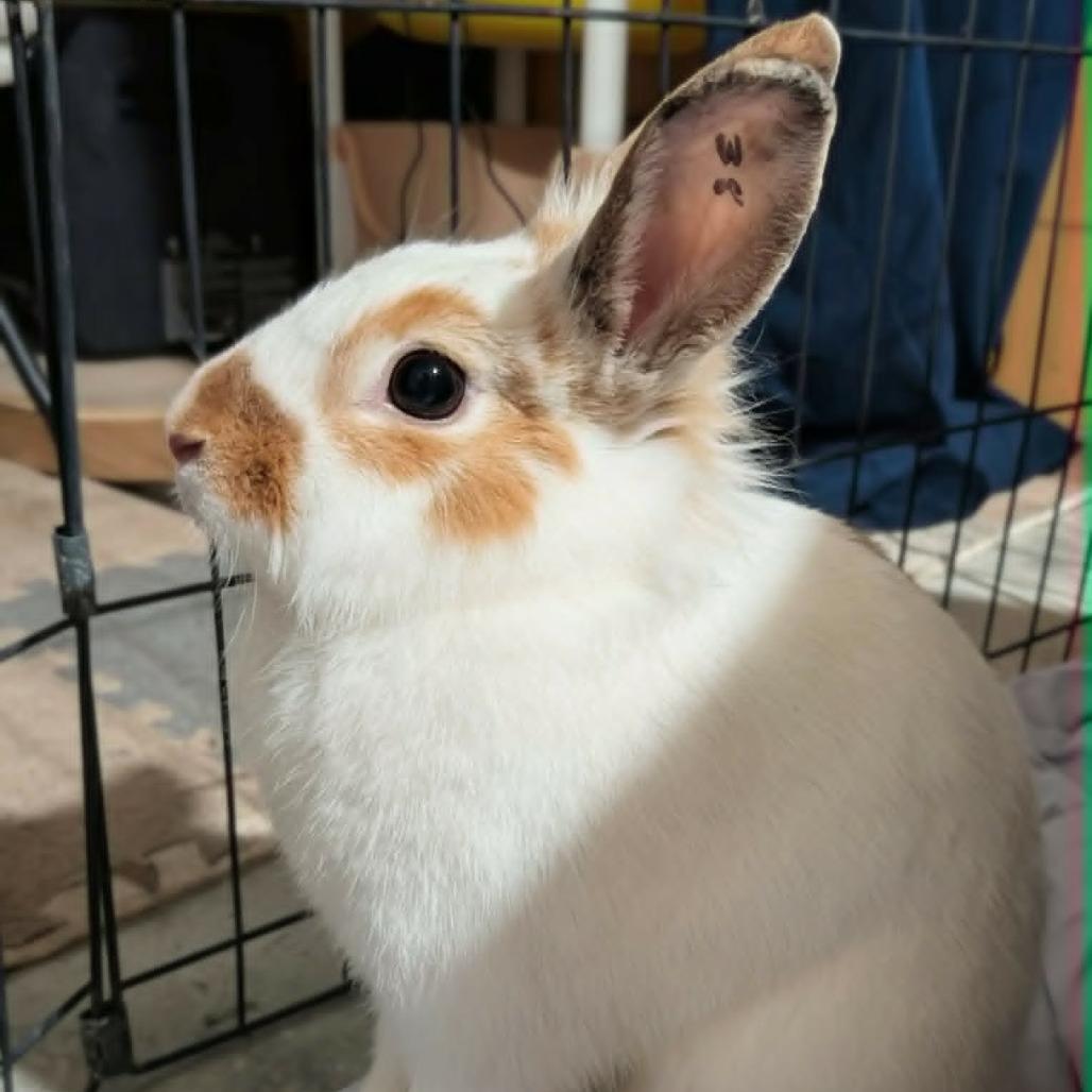 Daisy, a Adoptable Bunny Rabbit in West Olive, MI image 2/3