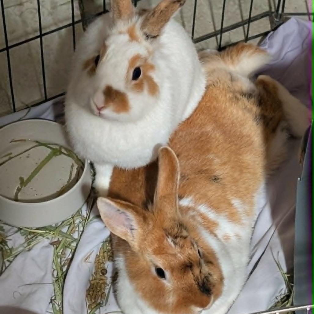 Daisy, a Adoptable Bunny Rabbit in West Olive, MI image 3/3