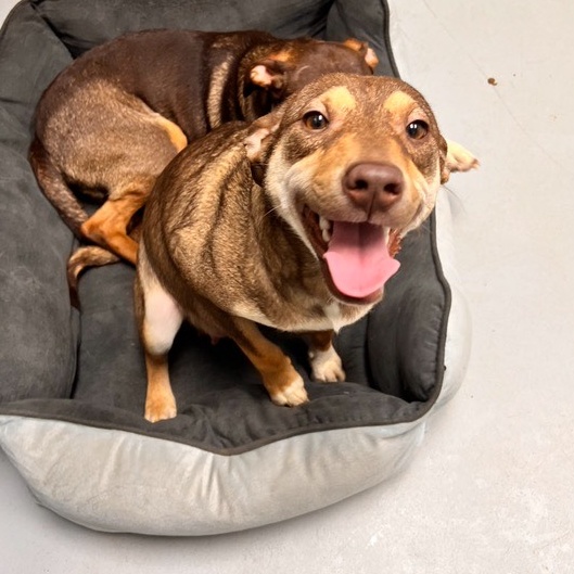 Geeters & Chang, a Adoptable Mixed Breed in Dawsonville, GA image 5/6