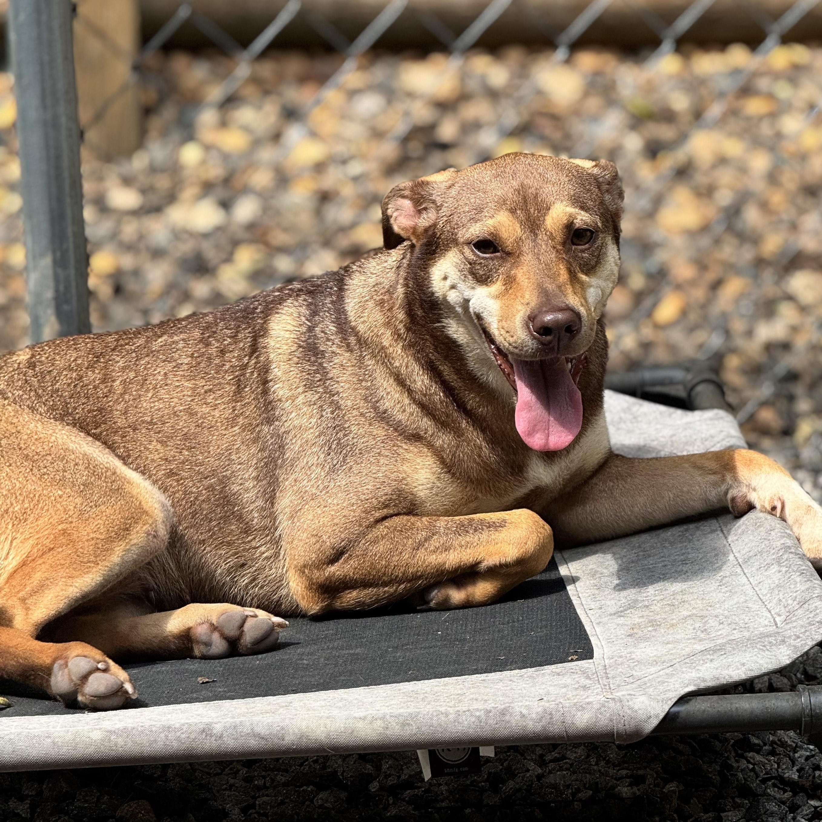 Geeters & Chang, a Adoptable Mixed Breed in Dawsonville, GA image 1/6
