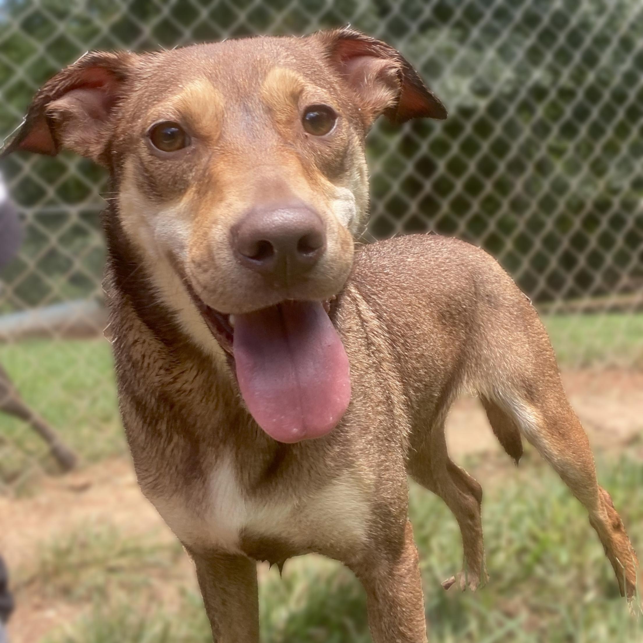 Geeters & Chang, a Adoptable Mixed Breed in Dawsonville, GA image 2/6