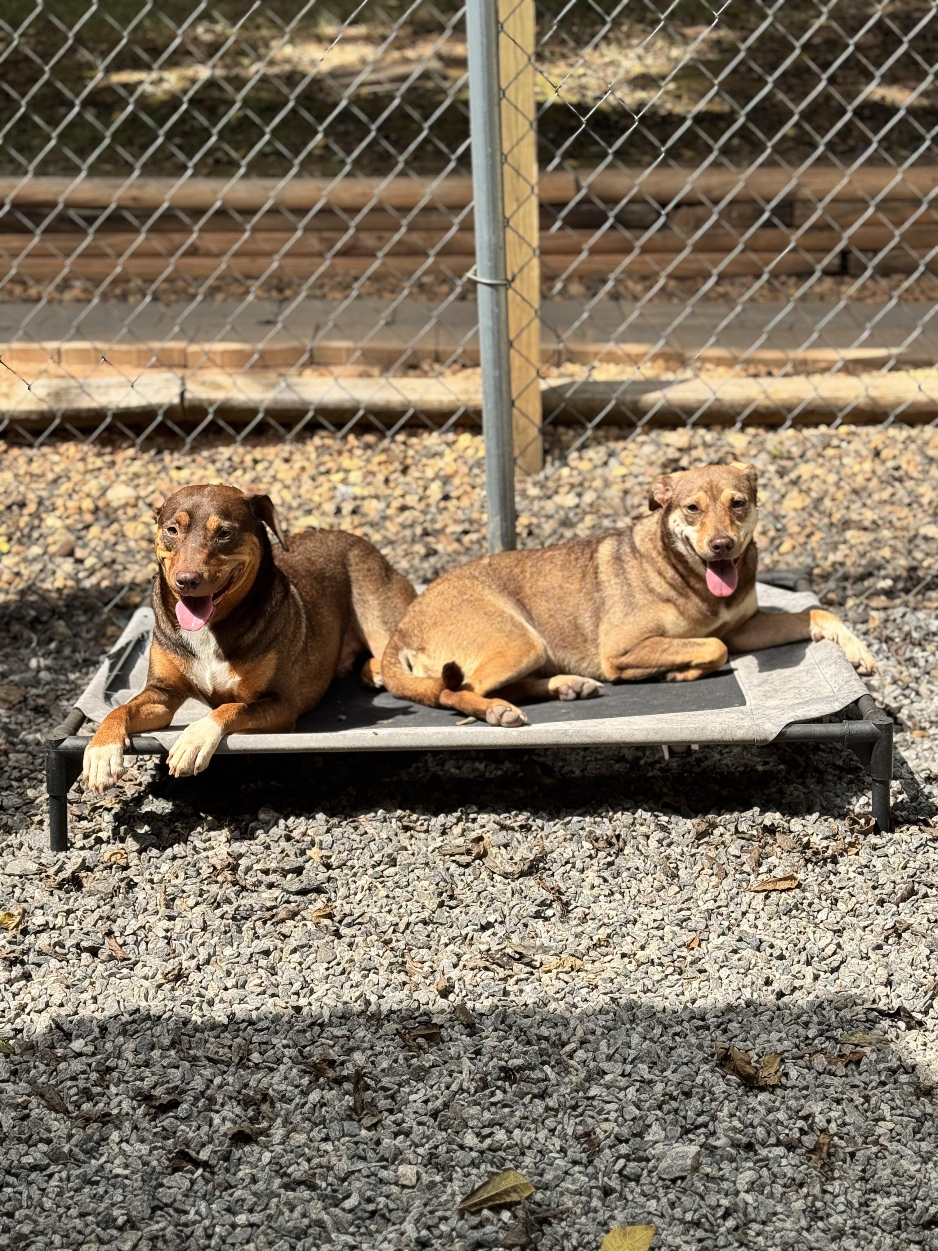 Geeters & Chang, a Adoptable Mixed Breed in Dawsonville, GA image 3/6