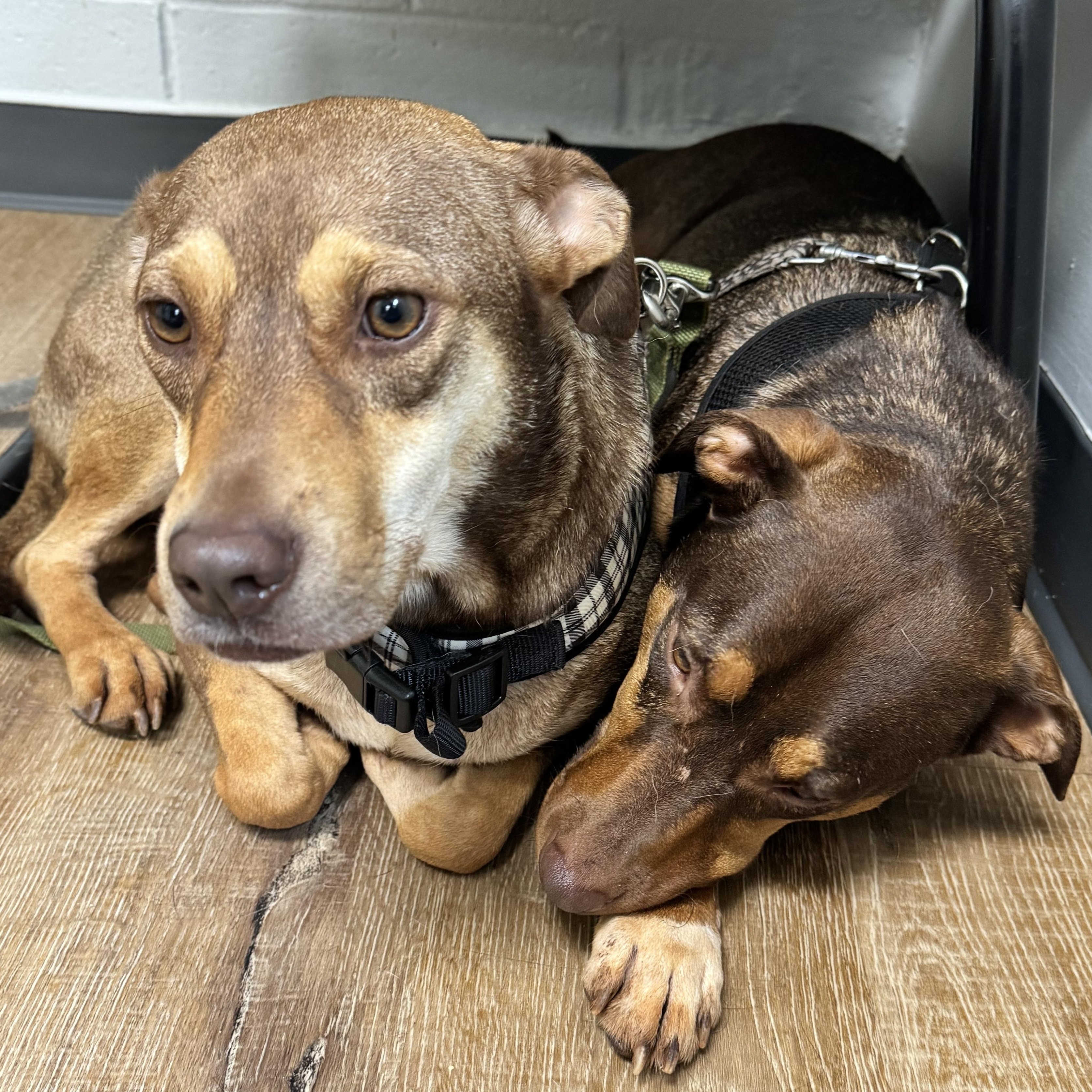 Geeters & Chang, a Adoptable Mixed Breed in Dawsonville, GA image 4/6