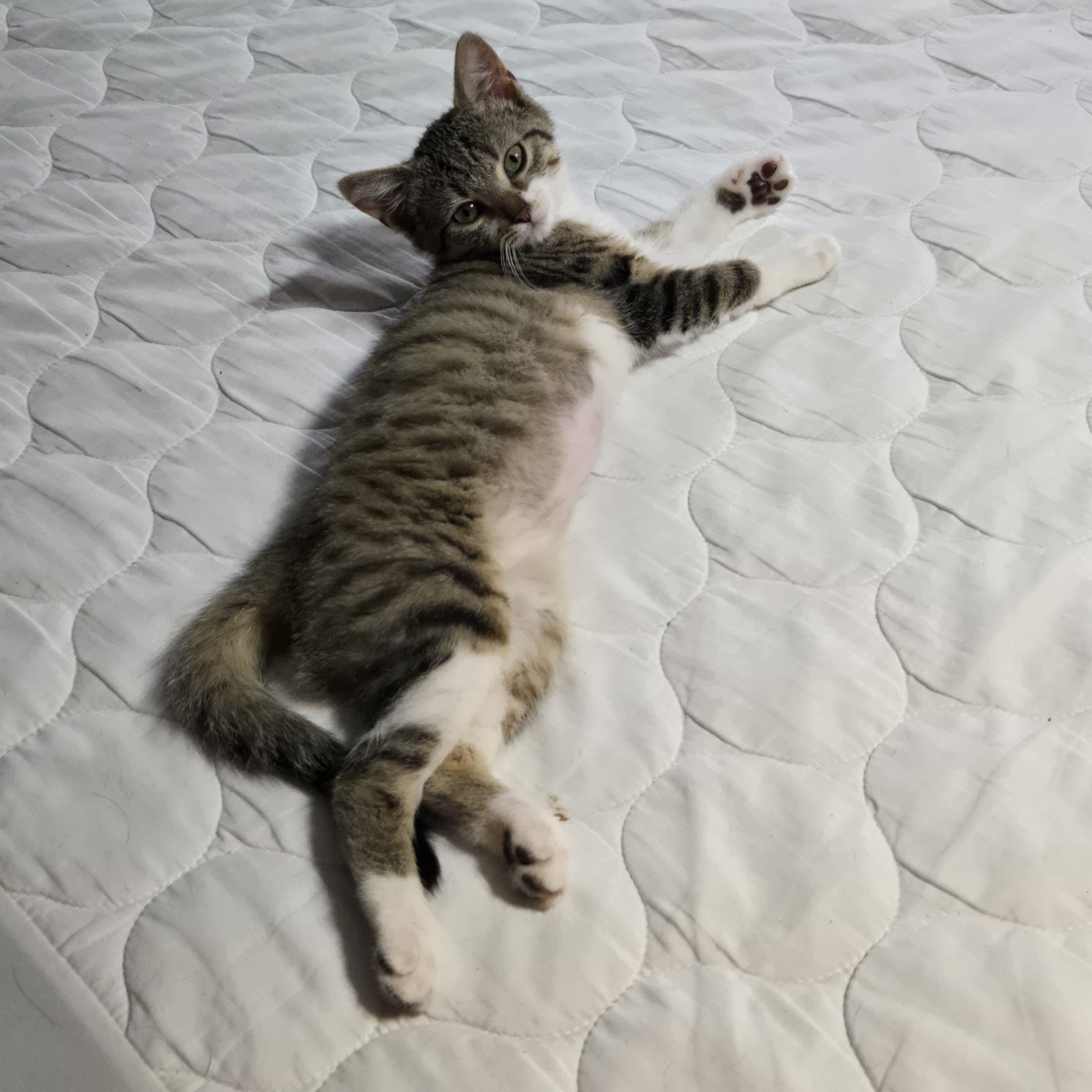Naomi, a Adoptable Domestic Short Hair in Beulah, MI image 2/3