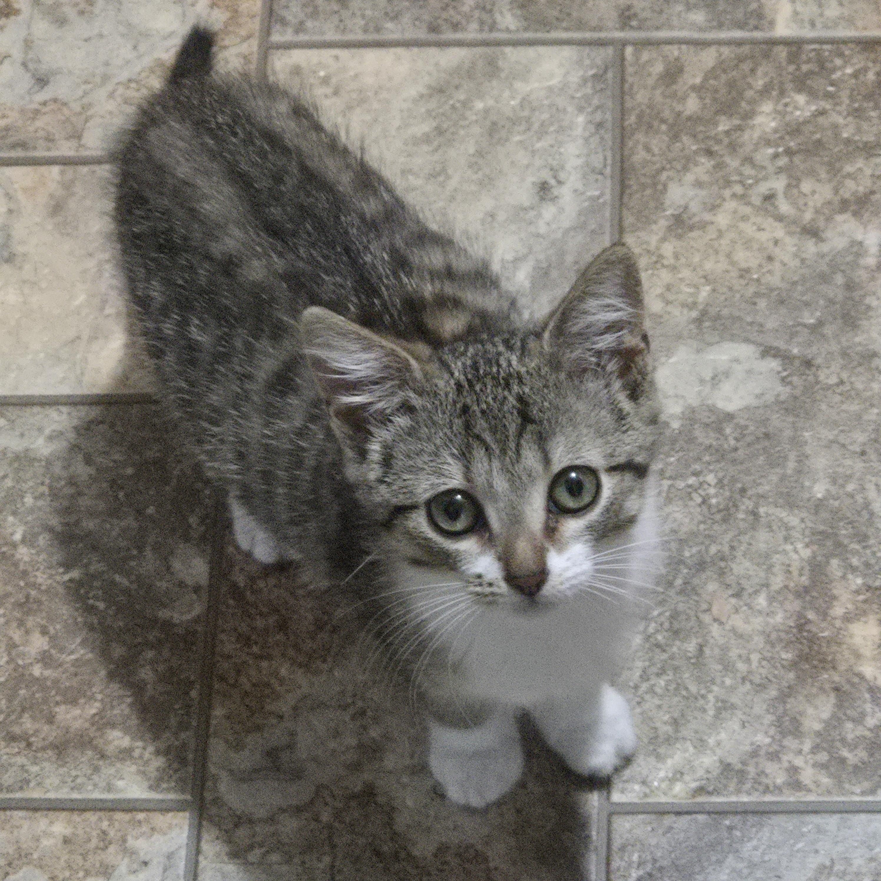 Naomi, Adoptable, Kitten Female Domestic Short Hair.