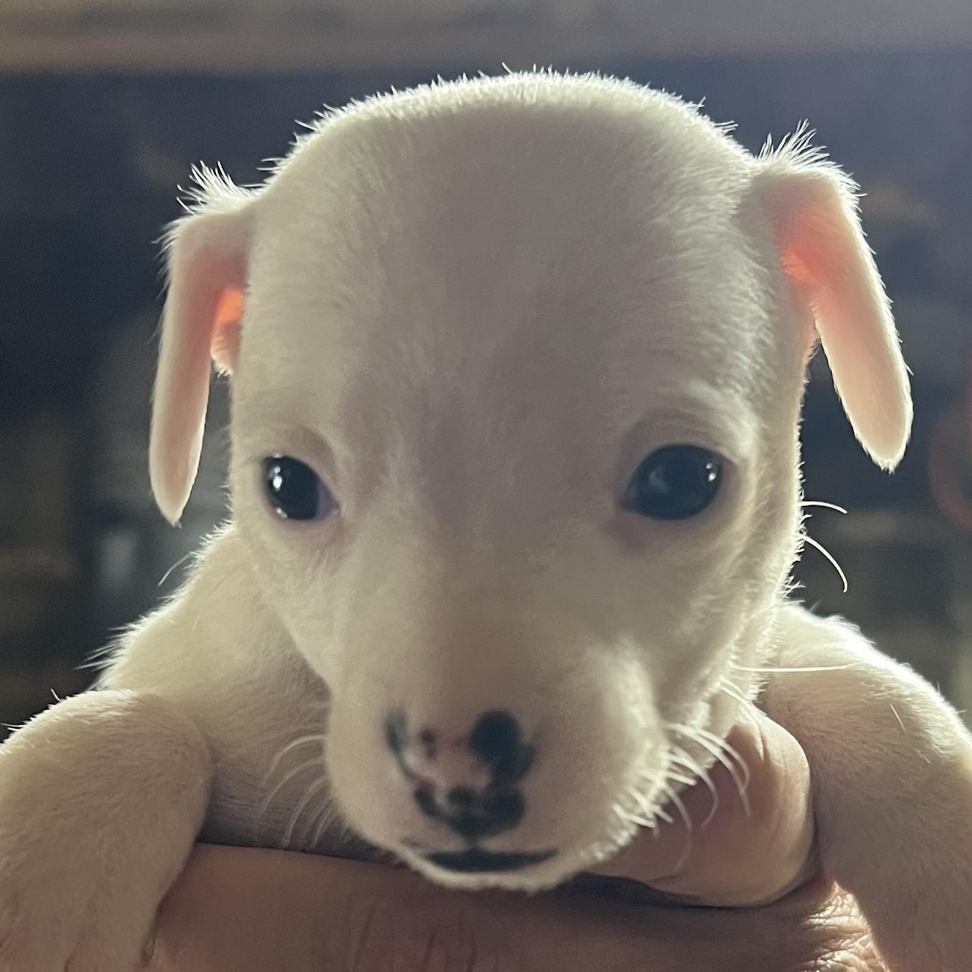 Juneau , ADOPTABLE, Puppy Female Jack Russell Terrier & Chihuahua.