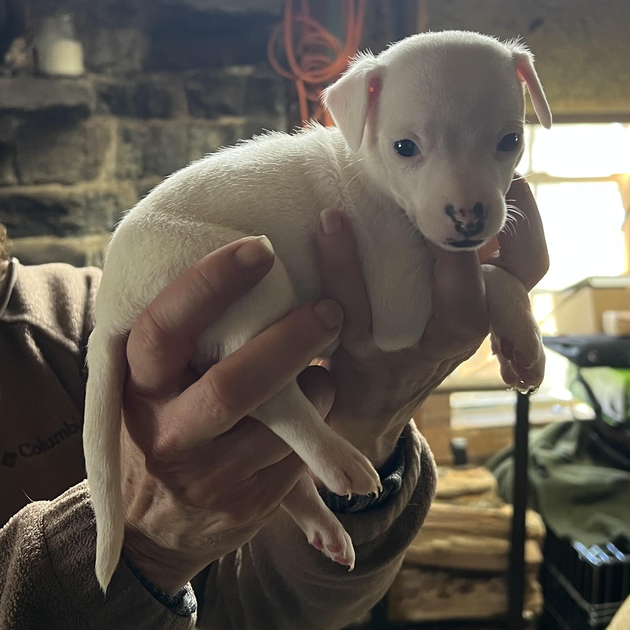 Enlarge Juneau , a ADOPTABLE mixed breed in Cedar Mountain, NC image 2/4