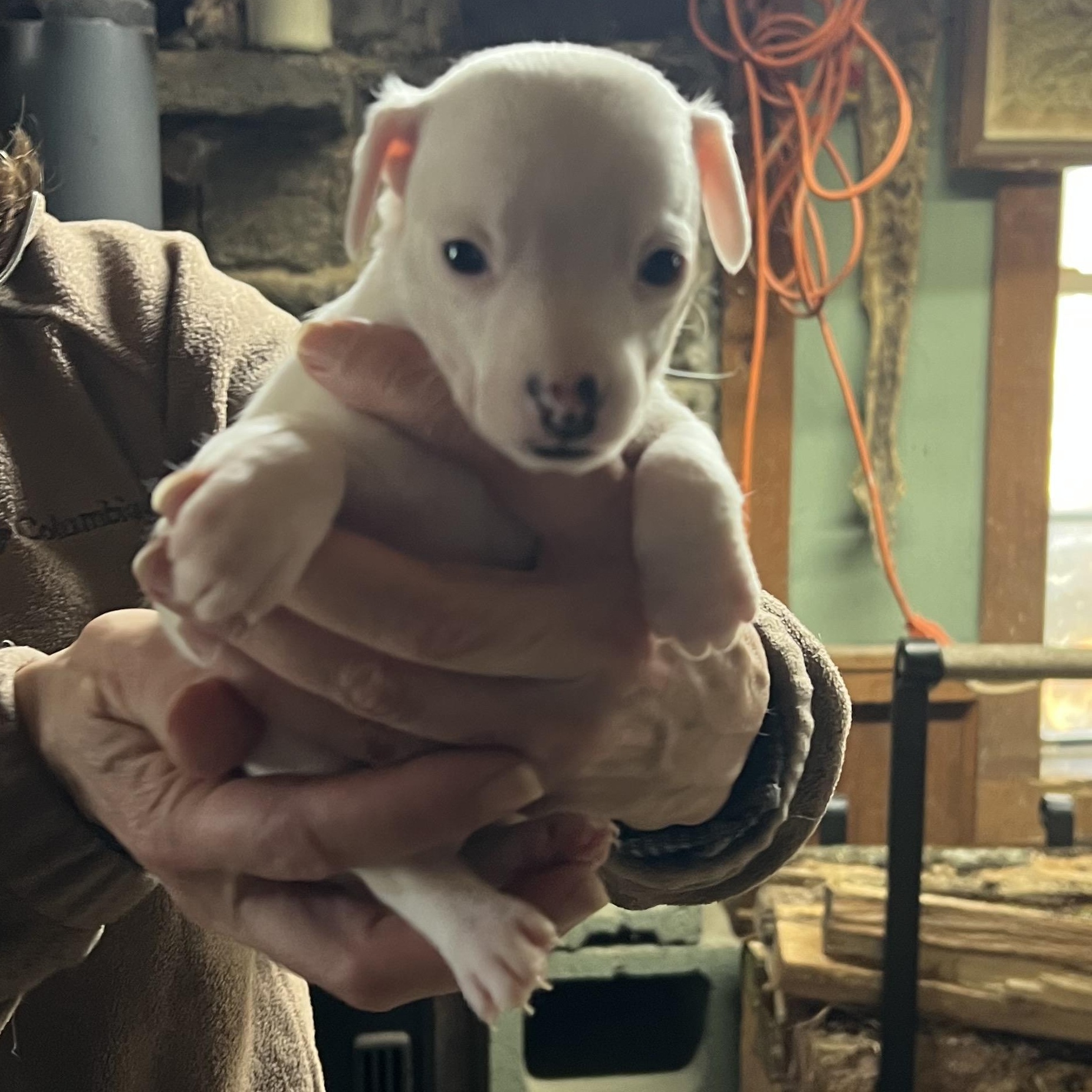 Enlarge Juneau , a ADOPTABLE mixed breed in Cedar Mountain, NC image 3/4