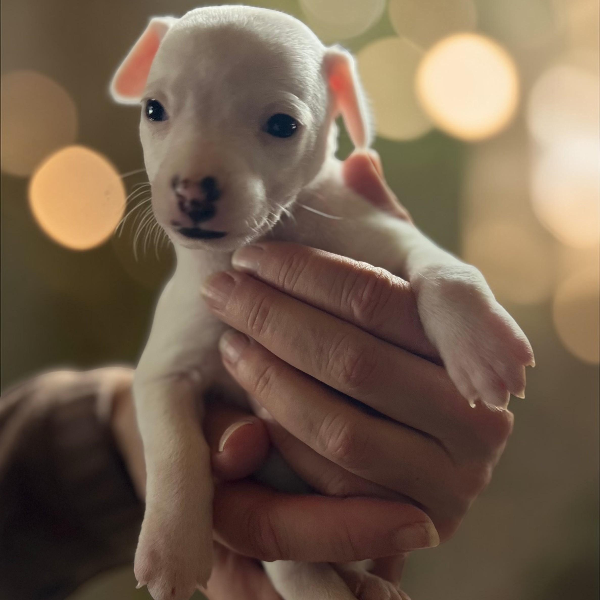 Enlarge Juneau , a ADOPTABLE mixed breed in Cedar Mountain, NC image 4/4
