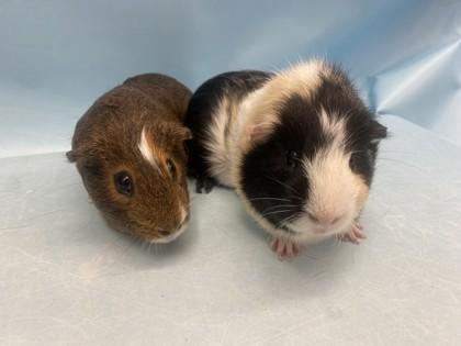 Enlarge Bowser, a Adoptable Guinea Pig in Woodbury, MN image 1/2