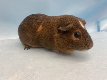 Enlarge Bowser, a Adoptable Guinea Pig in Woodbury, MN image 2/2