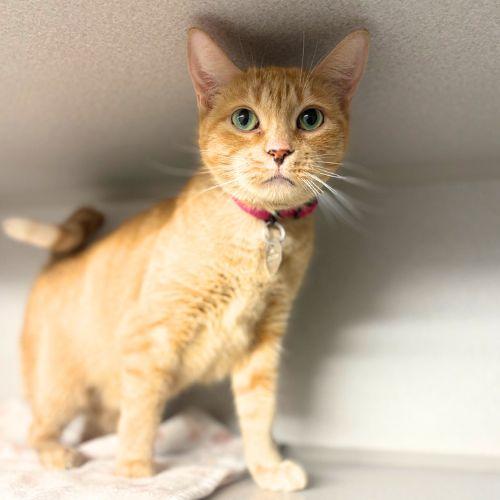 NYLA, Adoptable, Adult Female Domestic Short Hair.