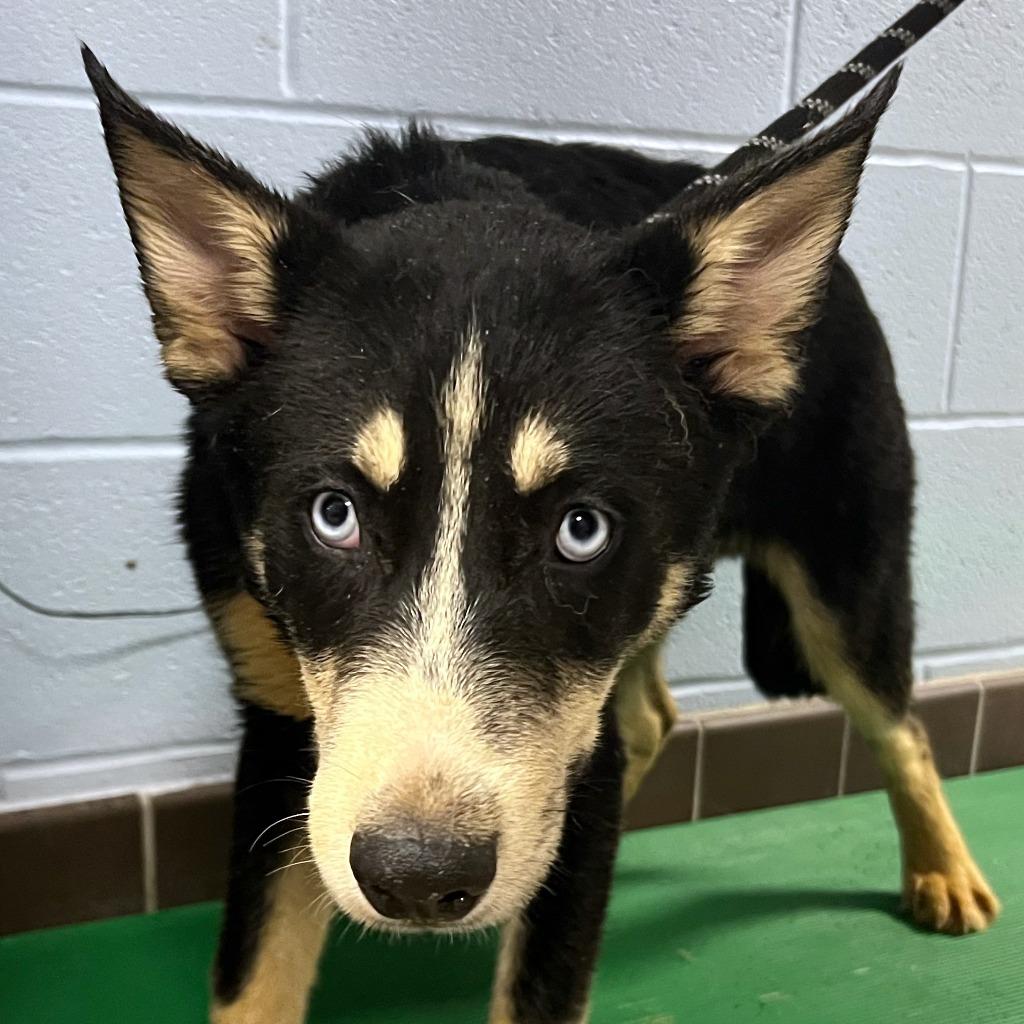 Enlarge Havoc, a Adopted Husky in Olean, NY image 1/1