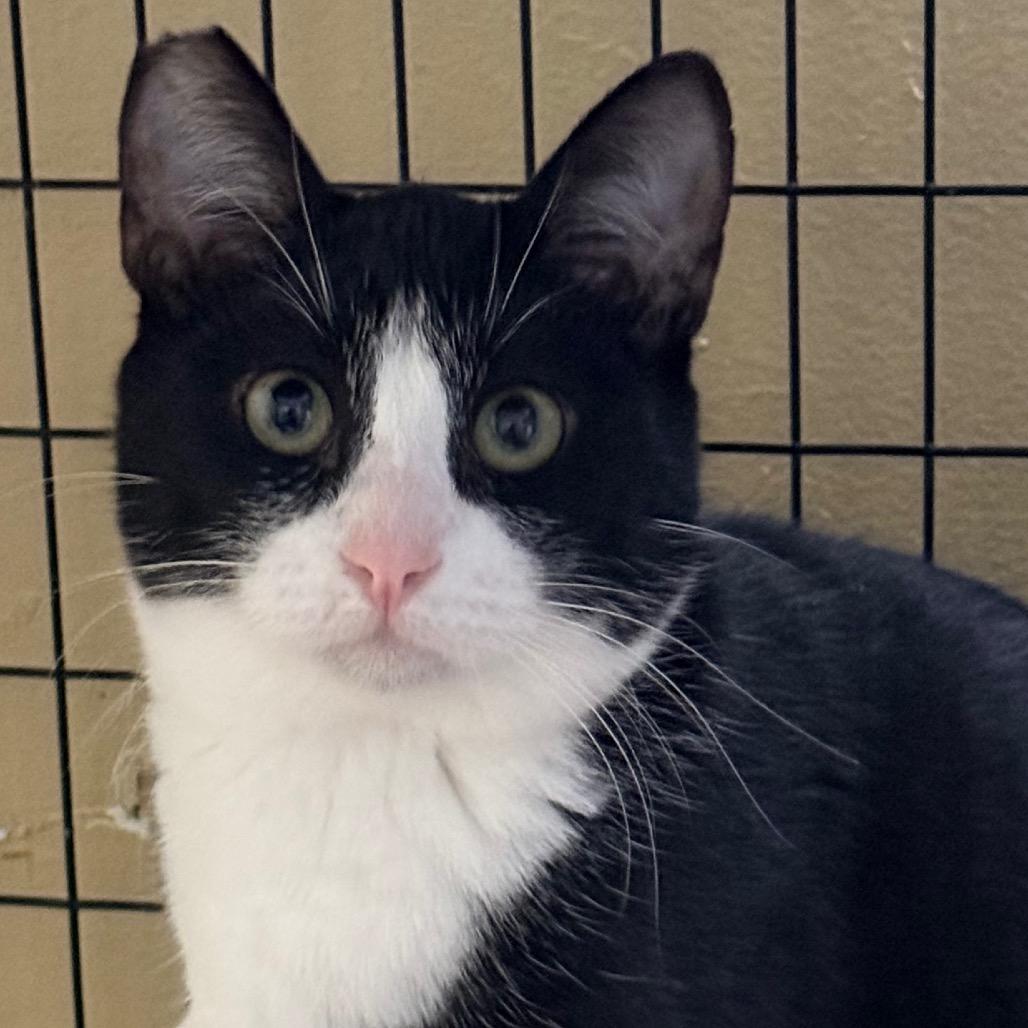 Pho, Adoptable, Young Male Domestic Short Hair.