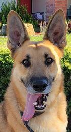 Max D6732 (Milo), a Adoptable German Shepherd Dog in Fremont, CA image 2/6