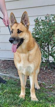 Enlarge Max D6732 (Milo), a Adoptable German Shepherd Dog in Fremont, CA image 1/6