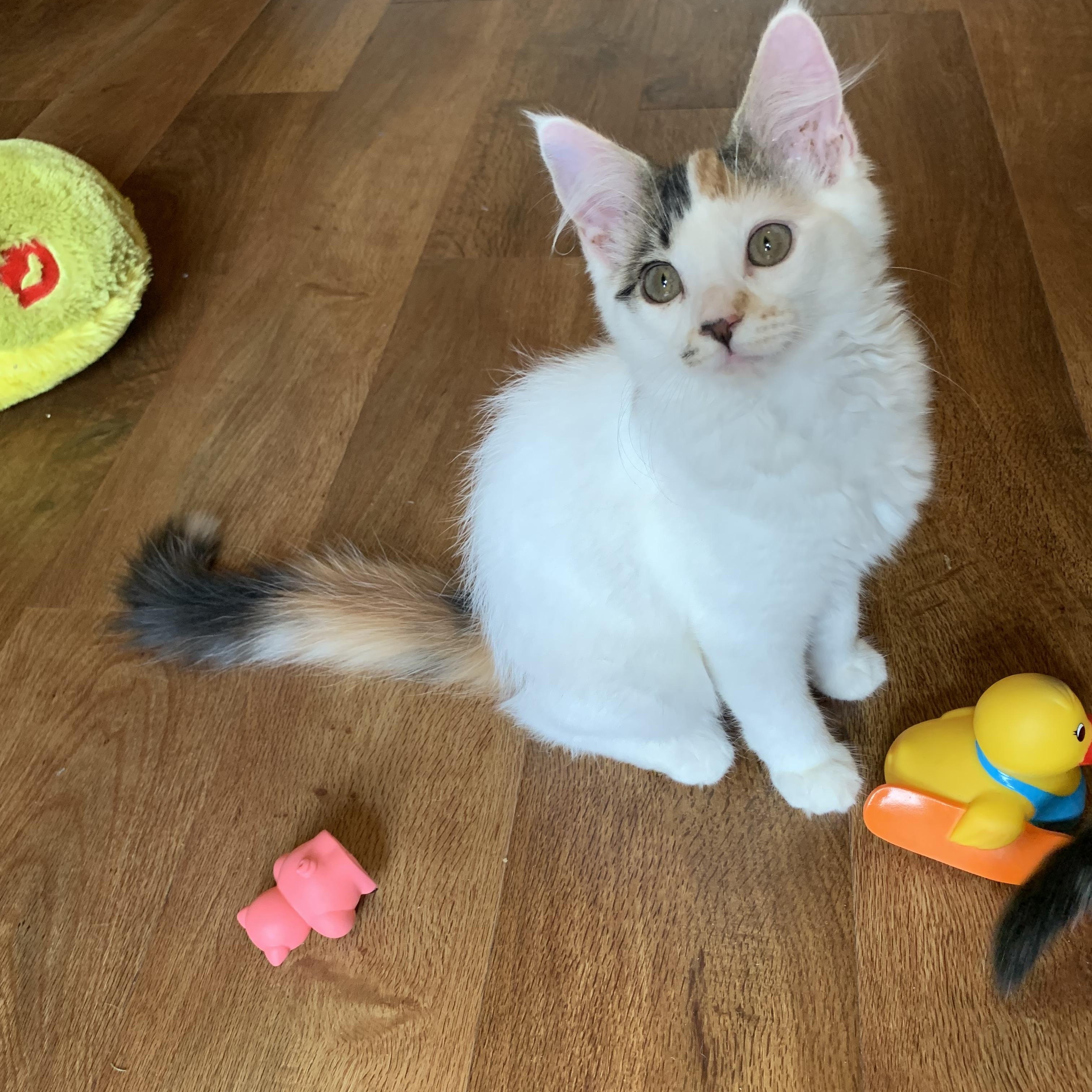 Cupcake, Baby Female Domestic Medium Hair