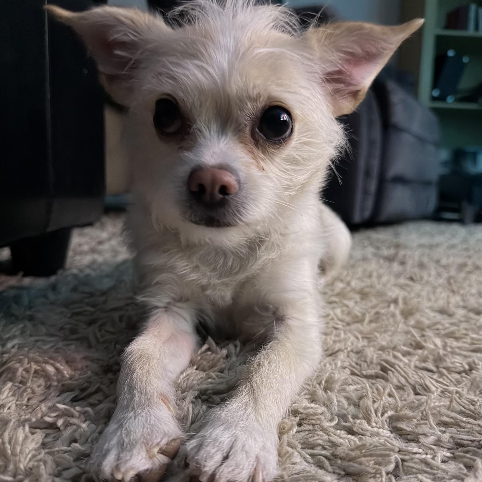 Enlarge Dolly, a ADOPTABLE mixed breed in Scarborough, ON image 3/5