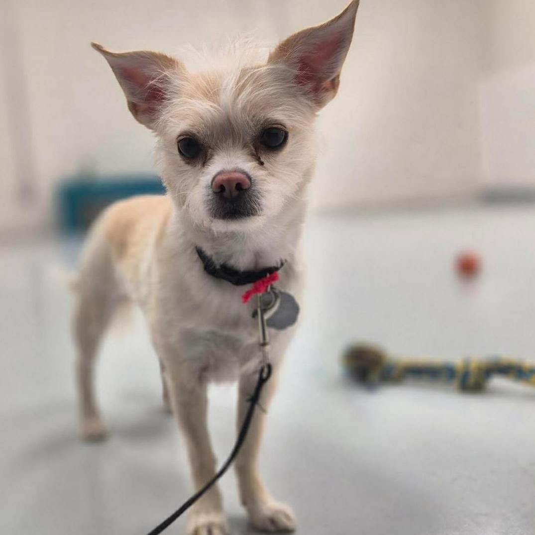 Enlarge Dolly, a ADOPTABLE mixed breed in Scarborough, ON image 4/5