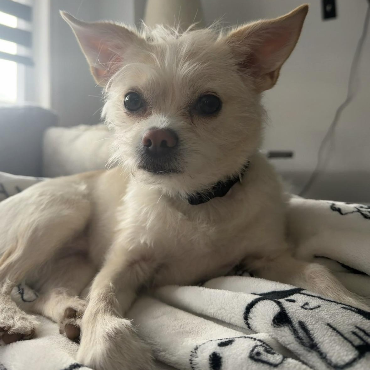 Enlarge Dolly, a ADOPTABLE mixed breed in Scarborough, ON image 2/5