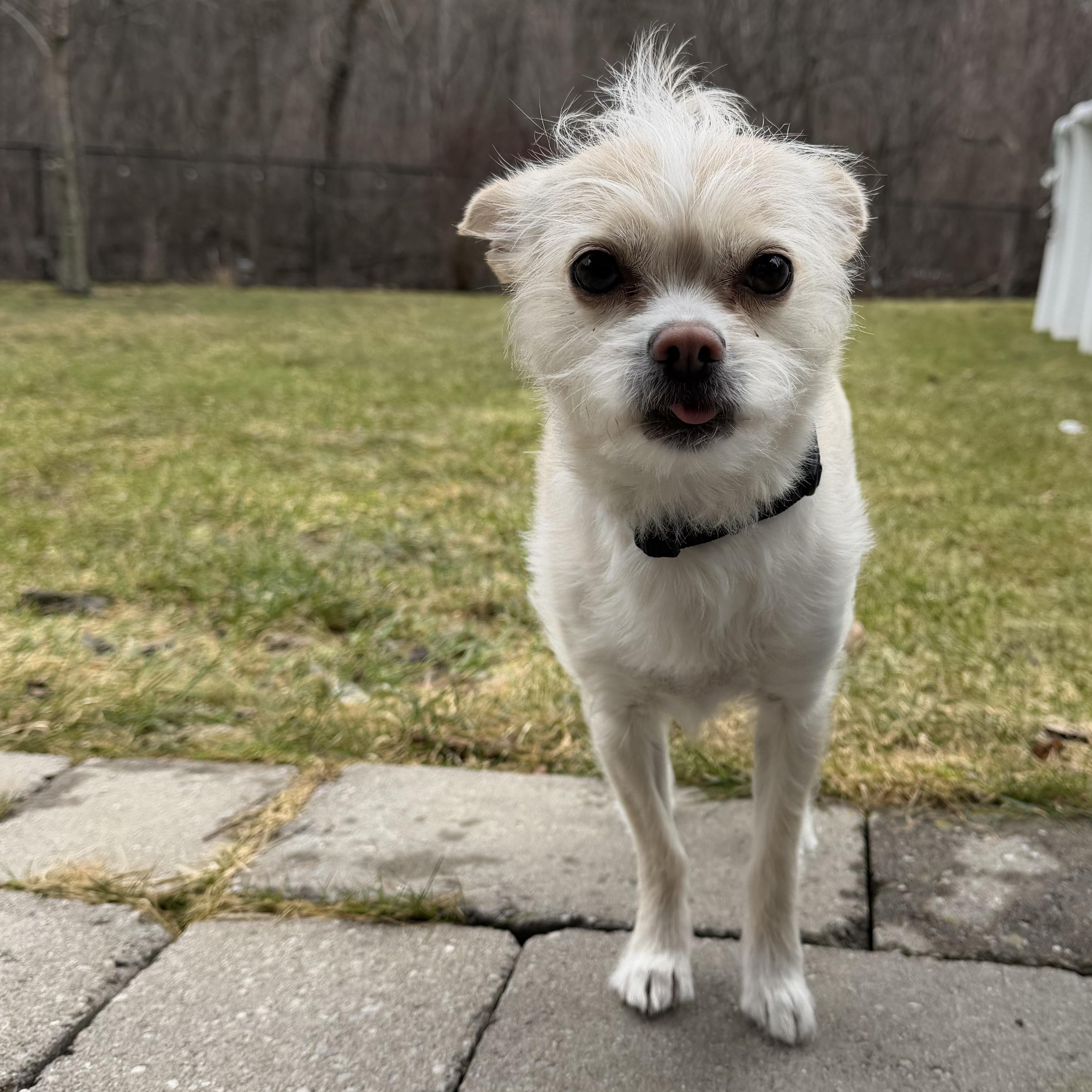 Enlarge Dolly, a ADOPTABLE mixed breed in Scarborough, ON image 1/5
