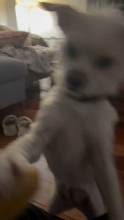 Enlarge Dolly, a ADOPTABLE mixed breed in Scarborough, ON video 5/5