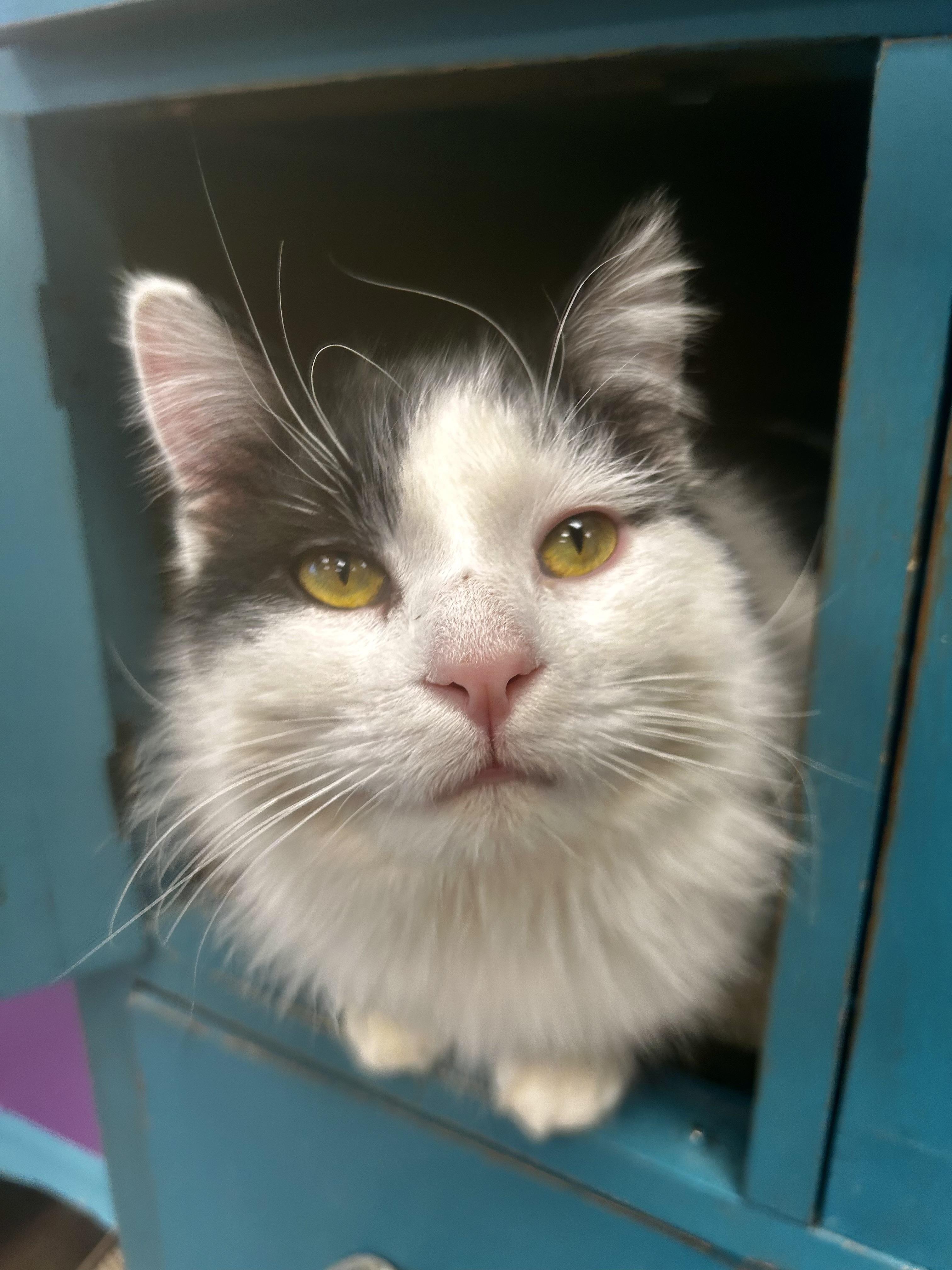 Enlarge Timothy - ADOPTION PENDING!, an adopted Domestic Long Hair in Grand Rapids, MI image 1/6