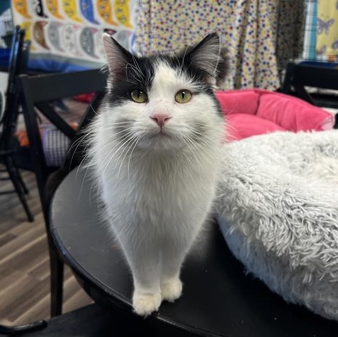 Enlarge Timothy - ADOPTION PENDING!, an adopted Domestic Long Hair in Grand Rapids, MI image 5/6