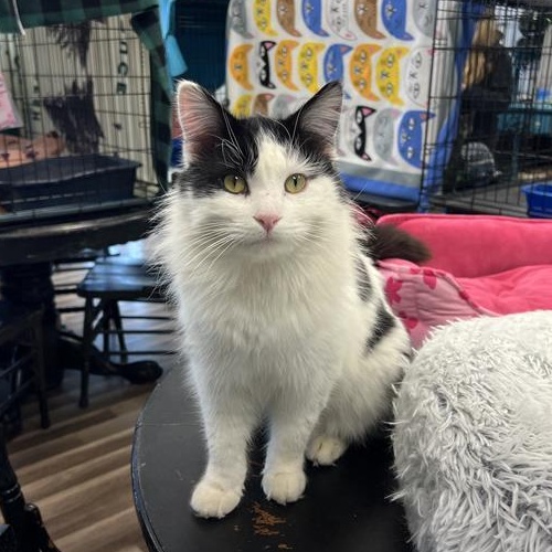 Enlarge Timothy - ADOPTION PENDING!, an adopted Domestic Long Hair in Grand Rapids, MI image 2/6