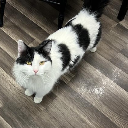 Enlarge Timothy - ADOPTION PENDING!, an adopted Domestic Long Hair in Grand Rapids, MI image 6/6