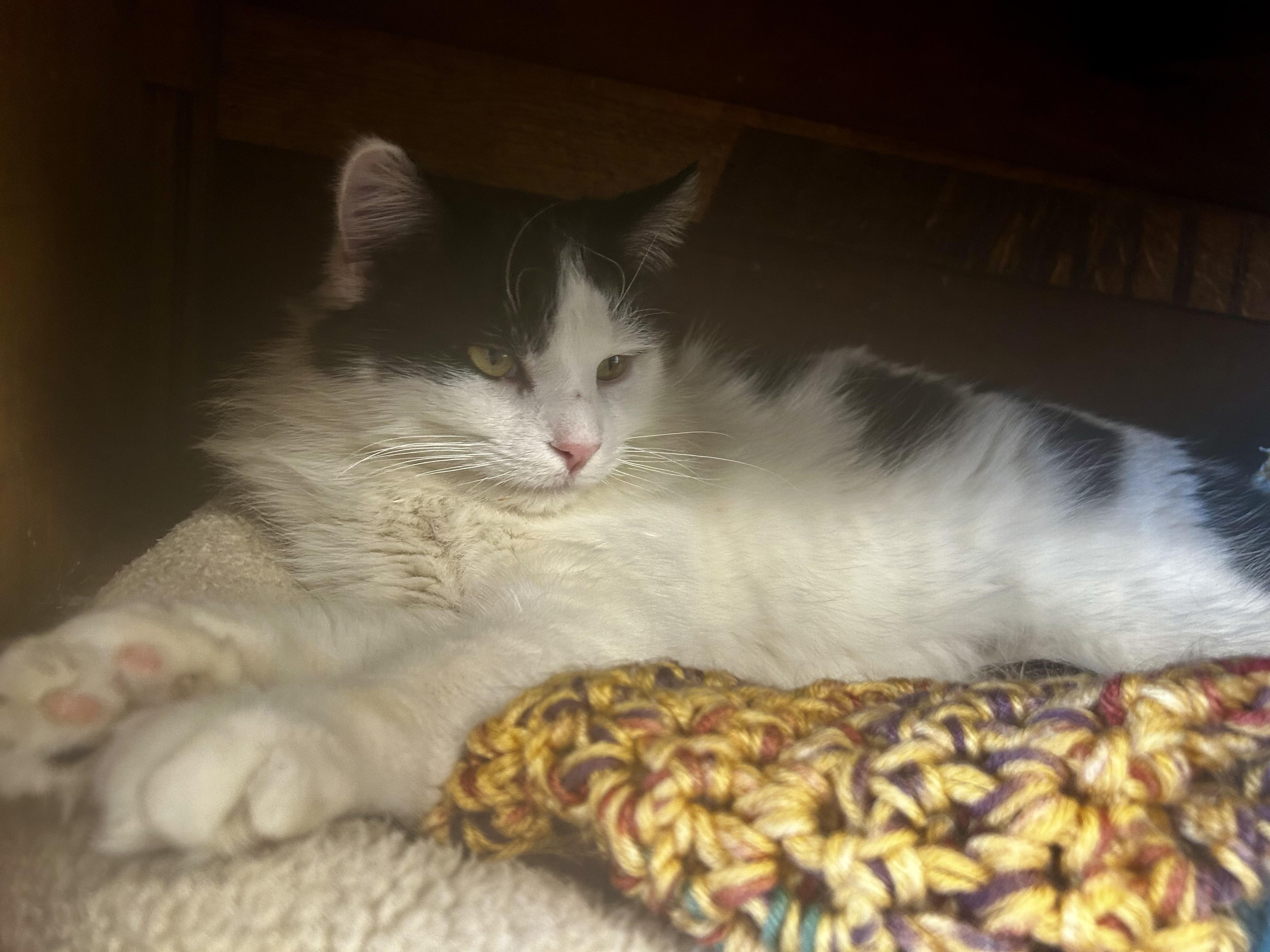 Enlarge Timothy - ADOPTION PENDING!, an adopted Domestic Long Hair in Grand Rapids, MI image 4/6