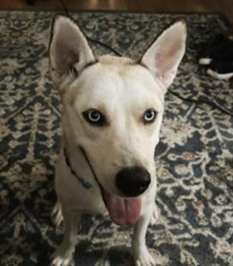 SIBERIAN HUSKY white BLUE EYES, Adoptable, Young Female Siberian Husky & Eskimo Dog.