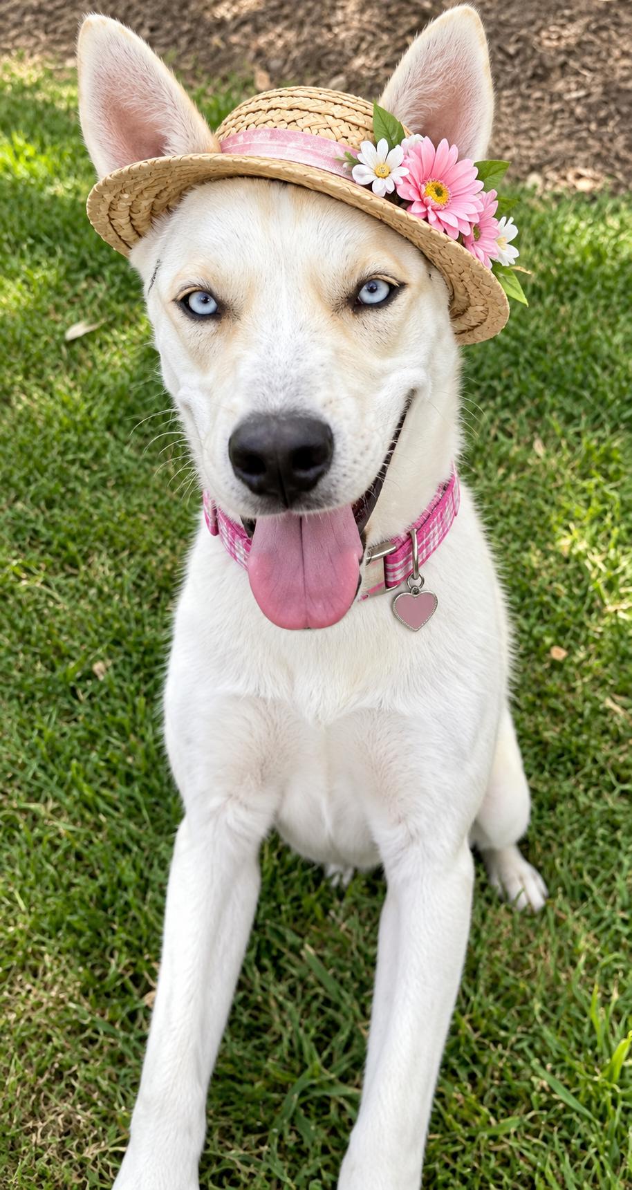 Enlarge SIBERIAN HUSKY white BLUE EYES, a Adoptable mixed breed in Mount Laurel, NJ image 3/3
