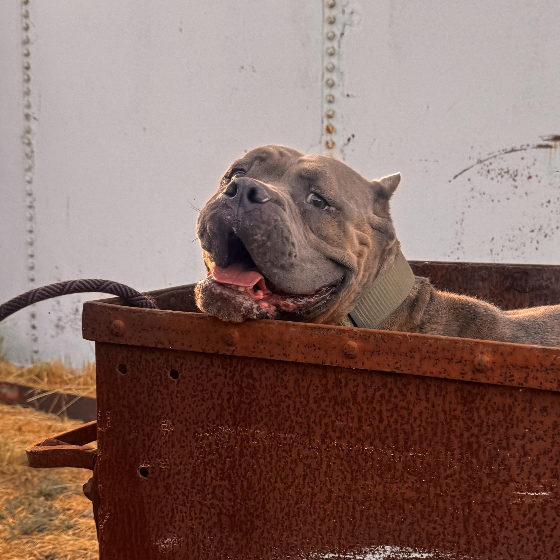 Bubz , Adoptable, Senior Male American Bully & English Bulldog.