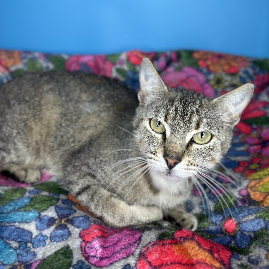 Tana, a Adoptable Domestic Short Hair in San Antonio, TX image 1/6