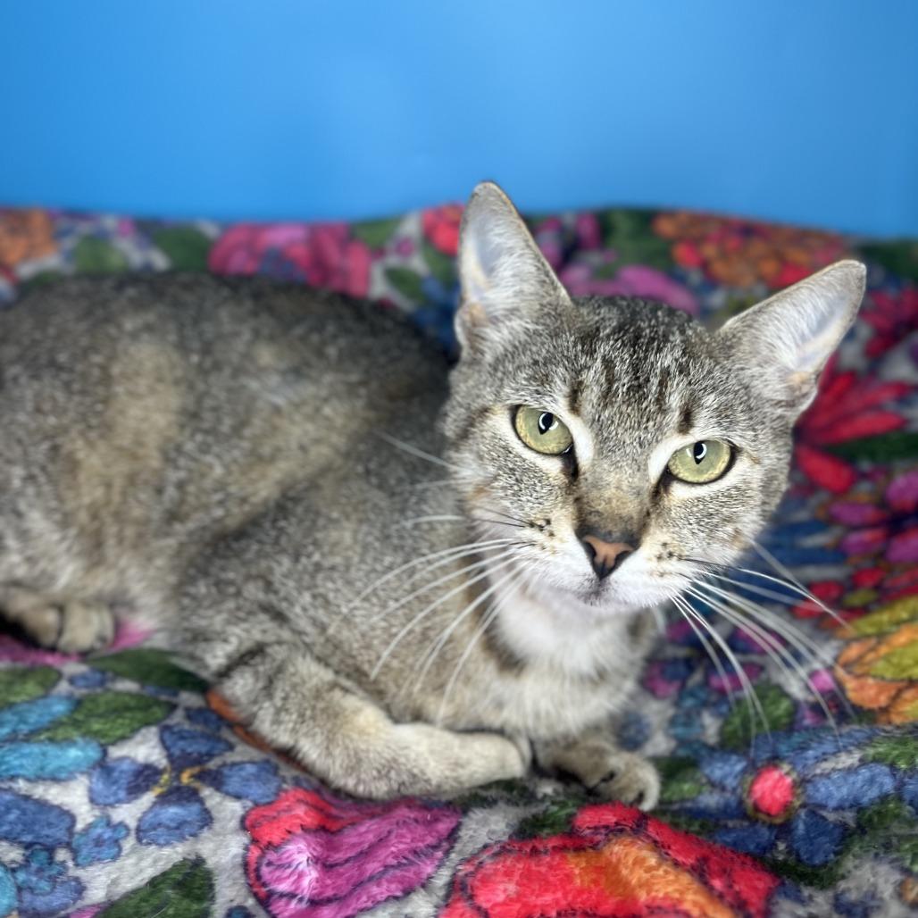 Tana, a Adoptable Domestic Short Hair in San Antonio, TX image 2/6