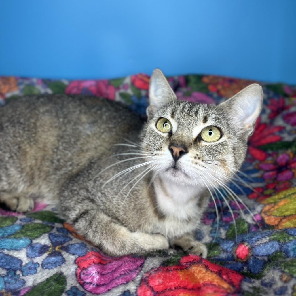 Tana, a Adoptable Domestic Short Hair in San Antonio, TX image 3/6