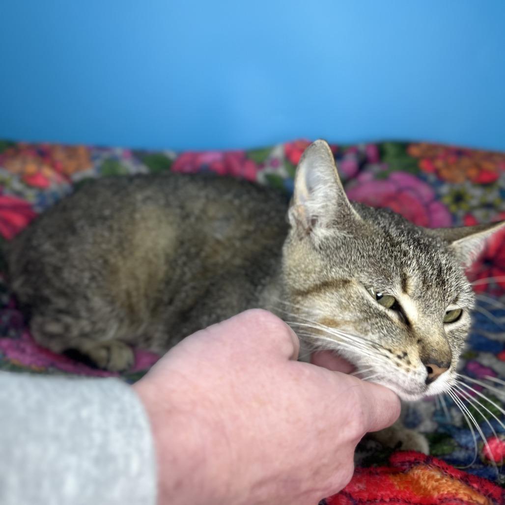 Tana, a Adoptable Domestic Short Hair in San Antonio, TX image 4/6