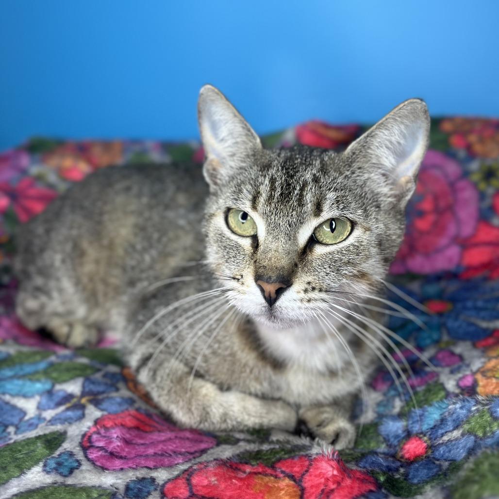 Tana, a Adoptable Domestic Short Hair in San Antonio, TX image 5/6