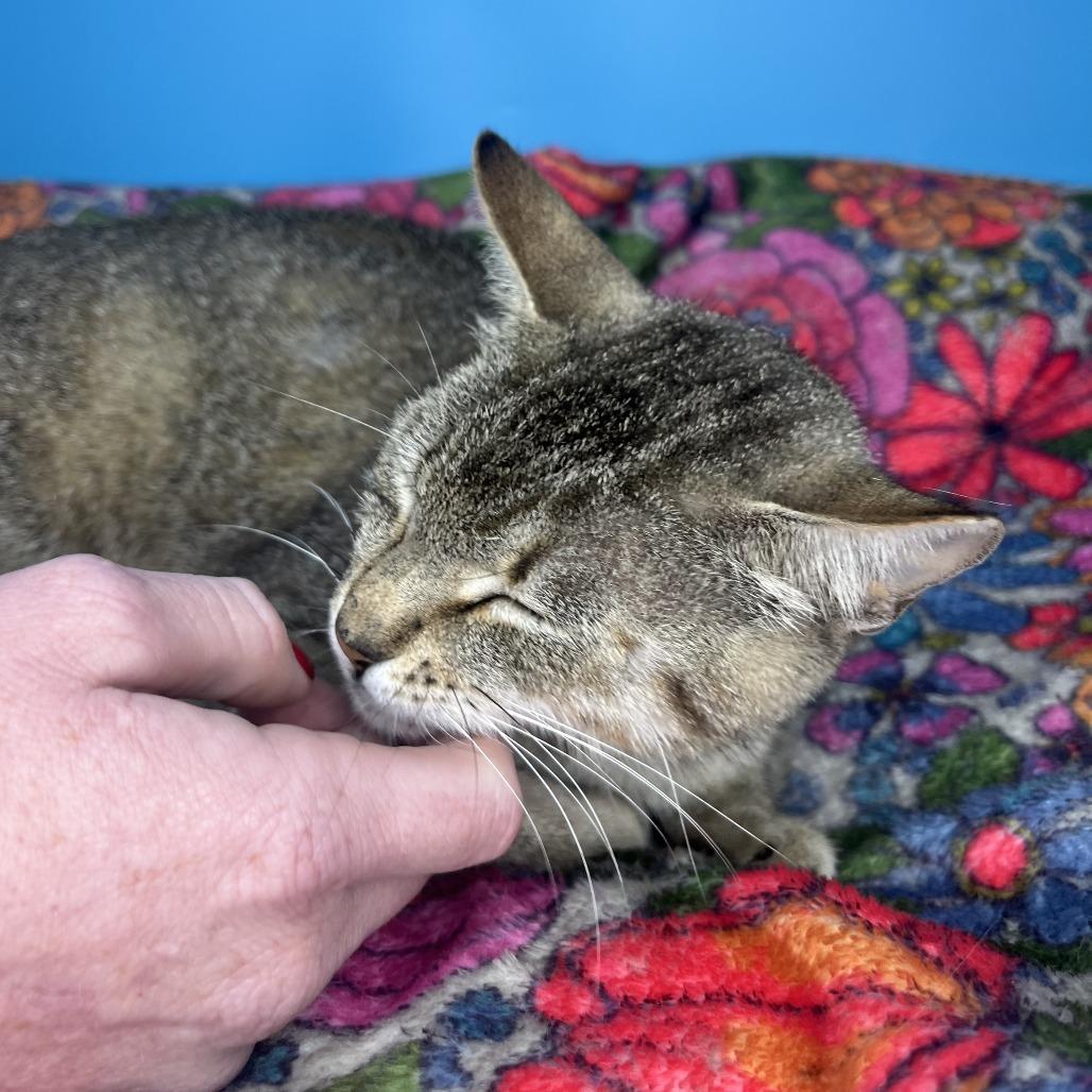 Tana, a Adoptable Domestic Short Hair in San Antonio, TX image 6/6