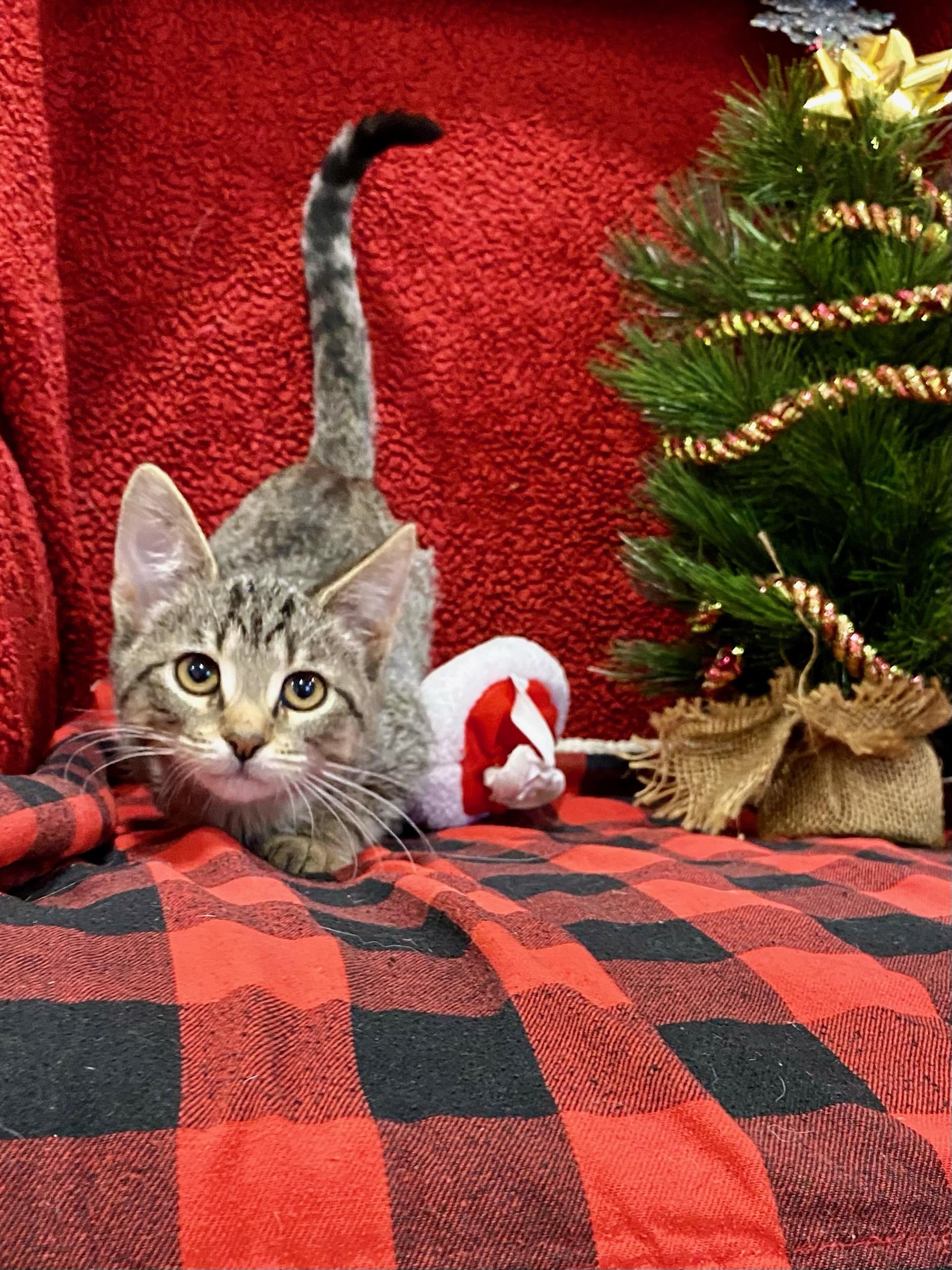 Alani, a ADOPTABLE Domestic Short Hair in Steger, IL image 1/4