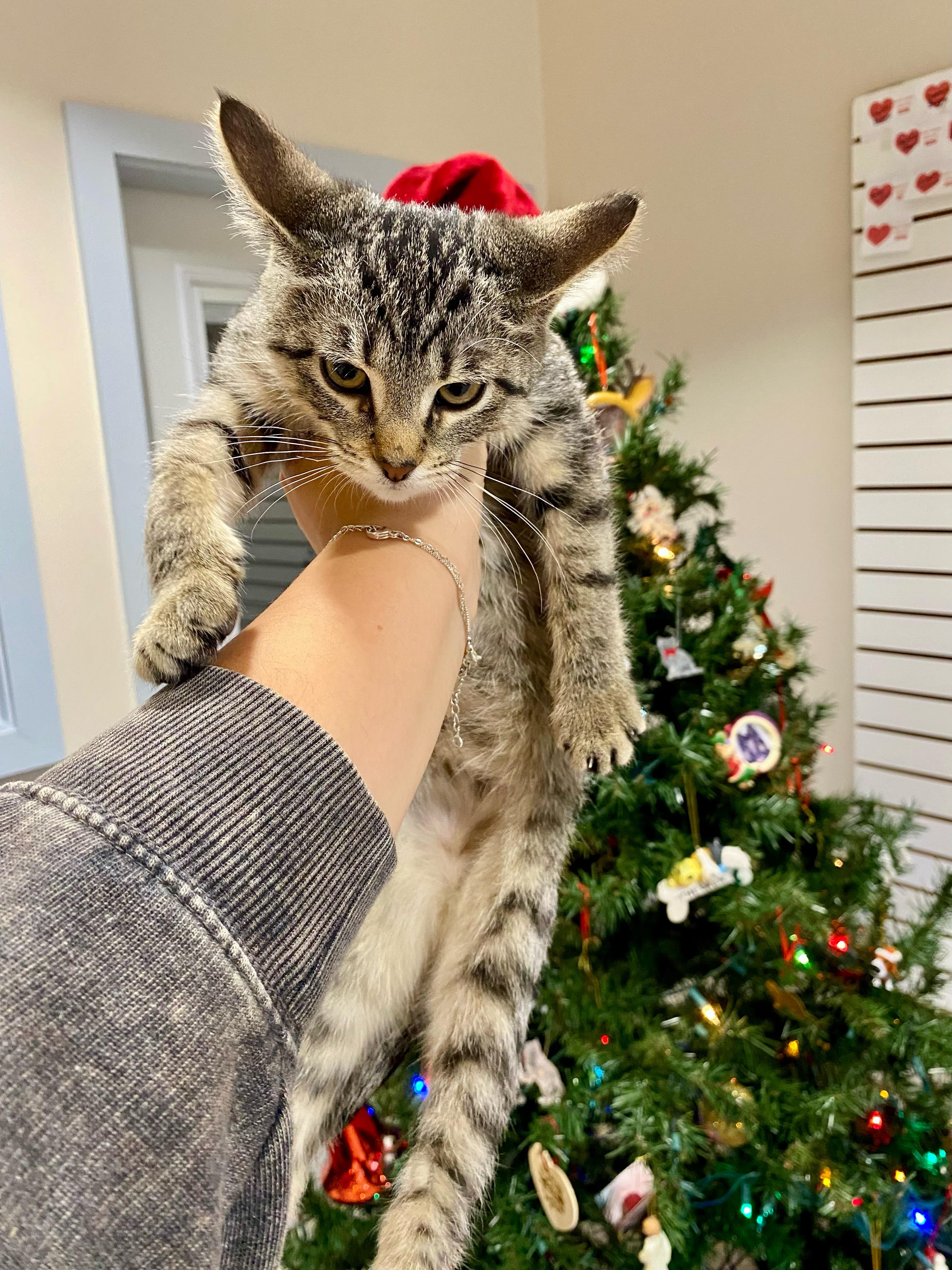 Alani, a ADOPTABLE Domestic Short Hair in Steger, IL image 2/4