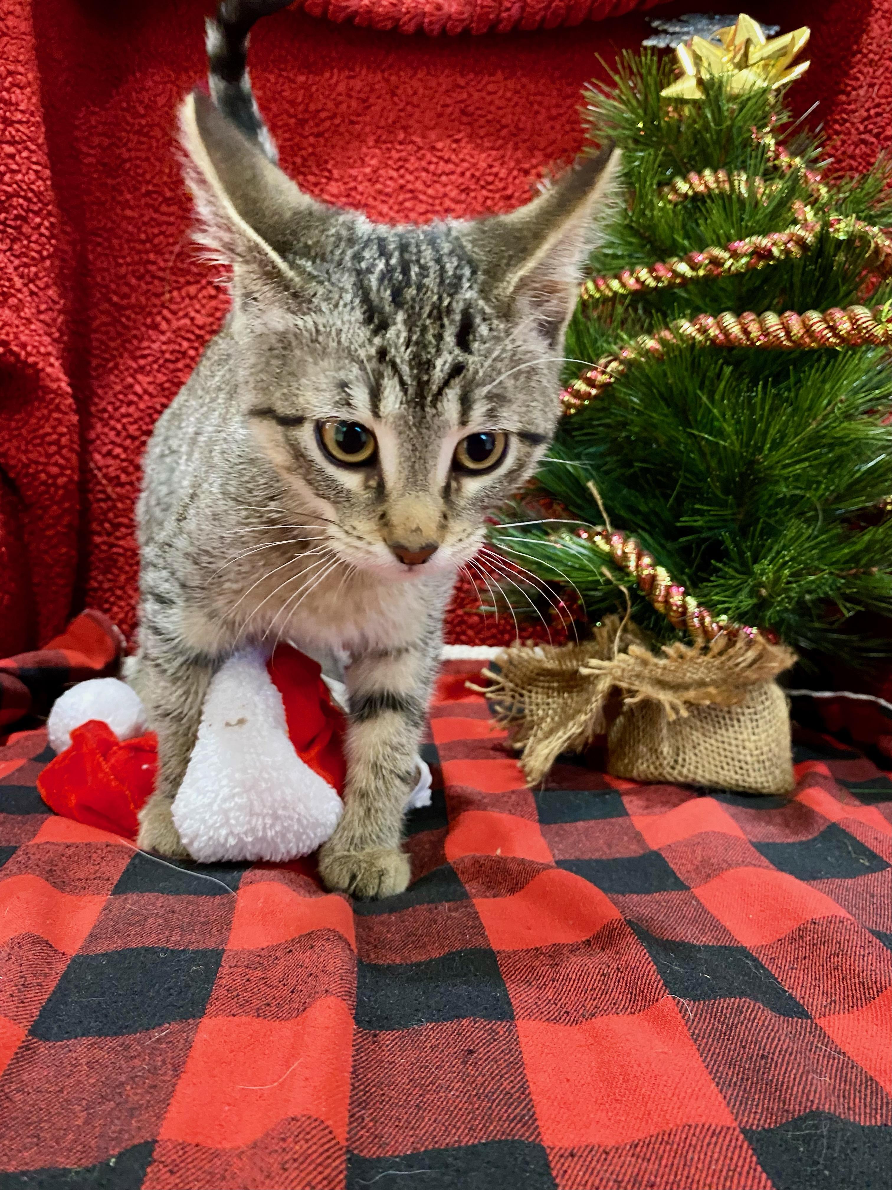 Alani, a ADOPTABLE Domestic Short Hair in Steger, IL image 3/4