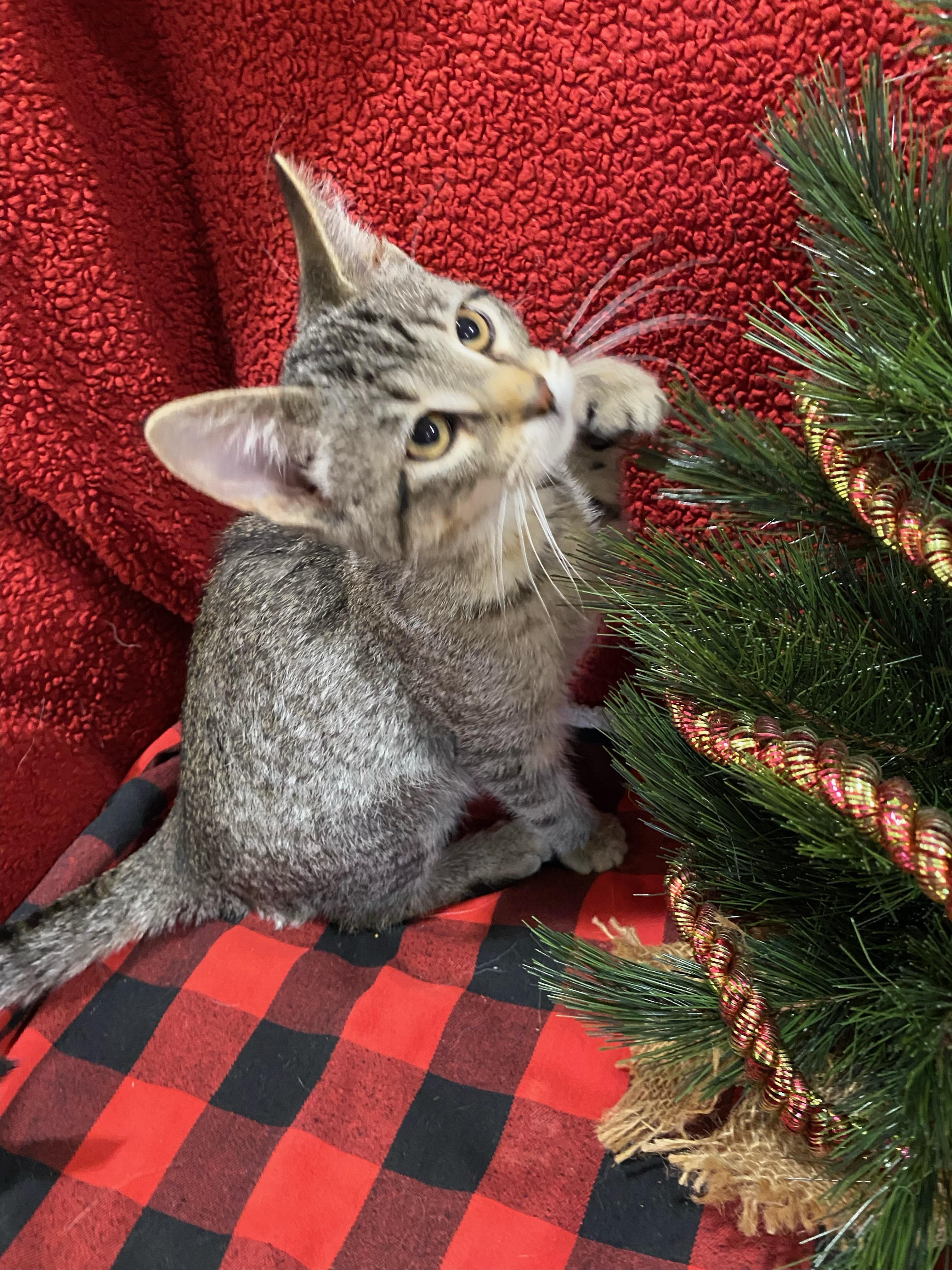 Alani, a ADOPTABLE Domestic Short Hair in Steger, IL image 4/4