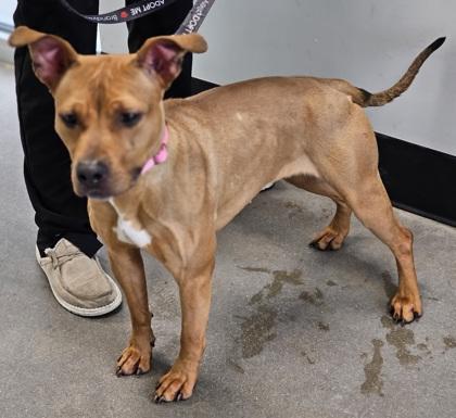 Cinnabon — thumbnail 2