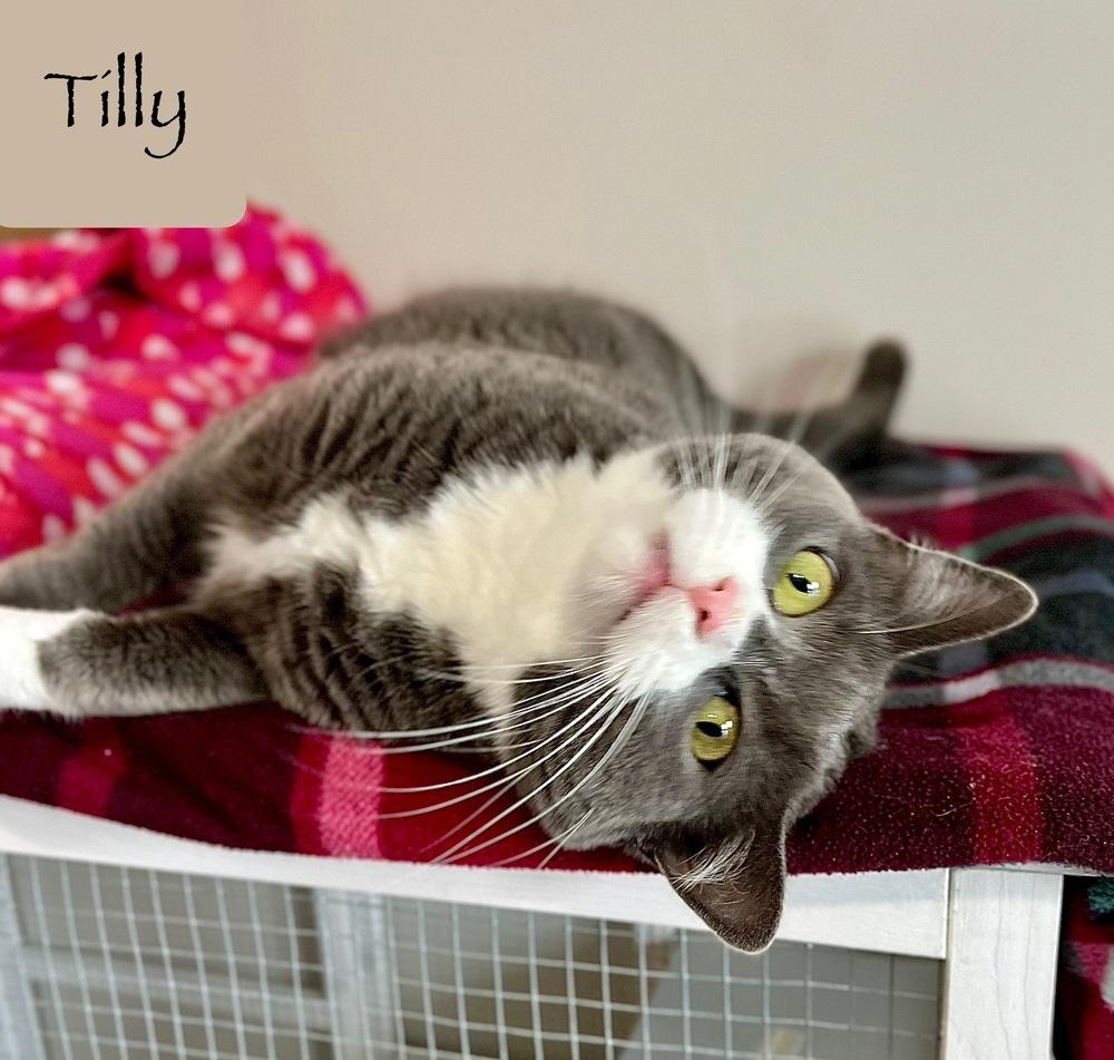 Tilly, Adoptable, Young Female Domestic Short Hair.